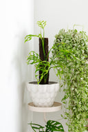 Marley Luxe 5 Tier Plant Stand - Nude