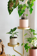 Marley Luxe 5 Tier Plant Stand - Gold