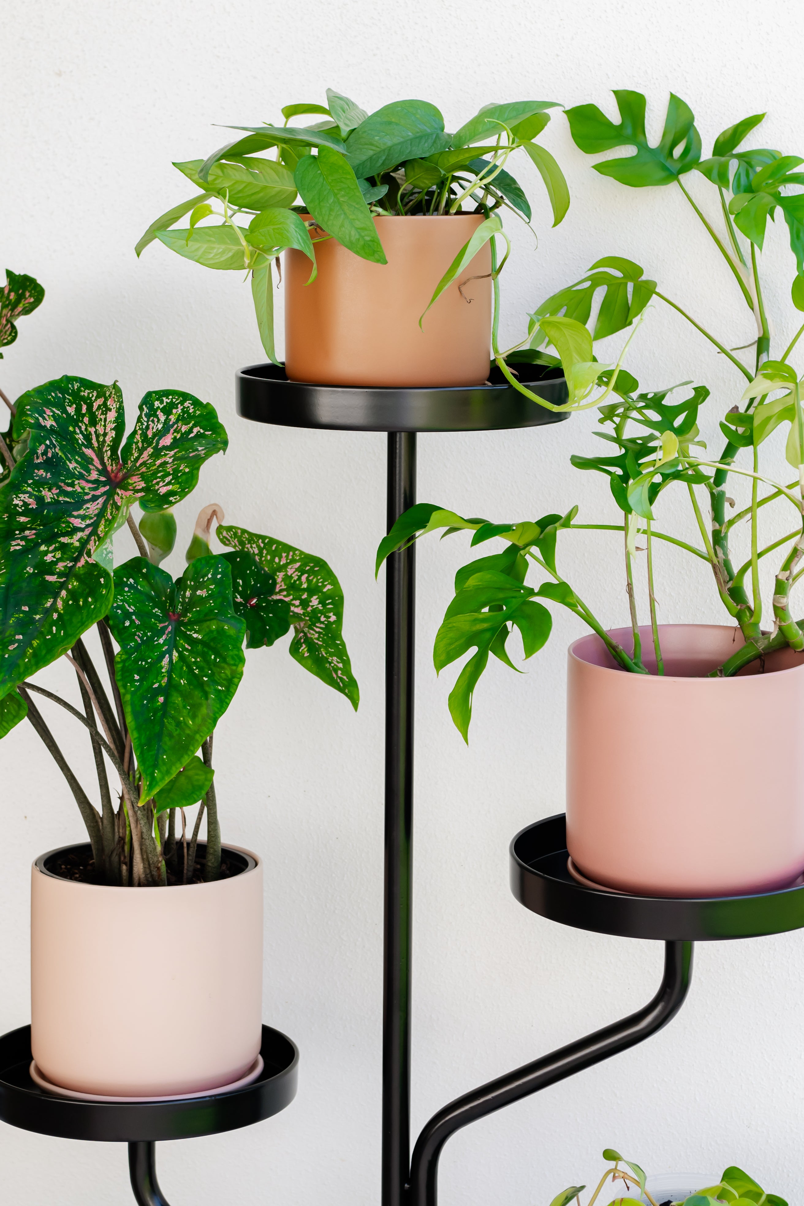 Marley Luxe 5 Tier Plant Stand - Black  Urban Greenhouse
