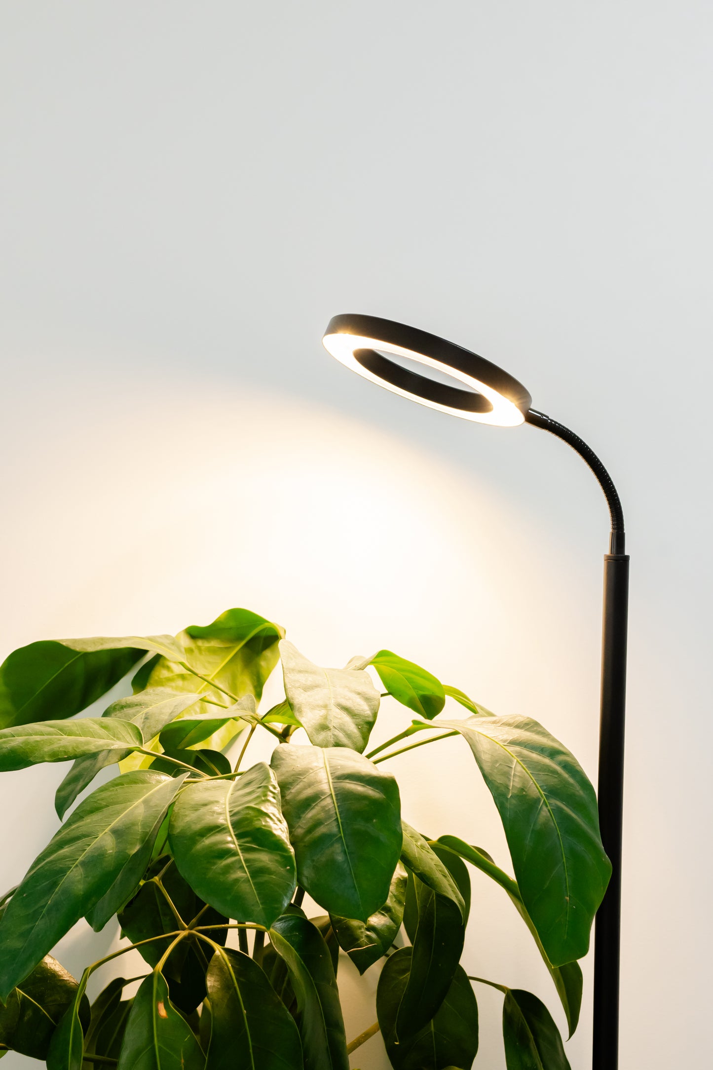 Grow Light Stand - Black