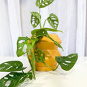 Hanover Tobacco Decorative Planter