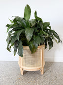 Bambi Round Rattan Plant Stand