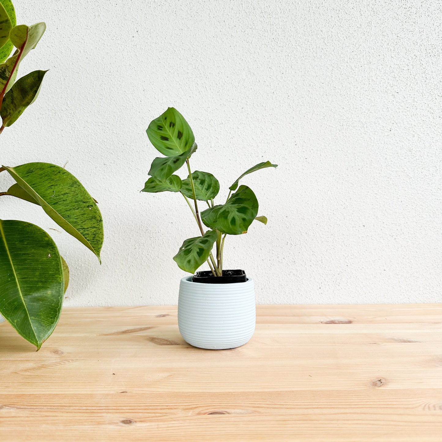 Poppy Pastel Blue Decorative Planter 10 x 8cm