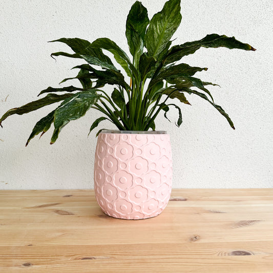 Pink Primrose Decorative Planter 16 x16cm