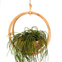 Isla Rattan Planter