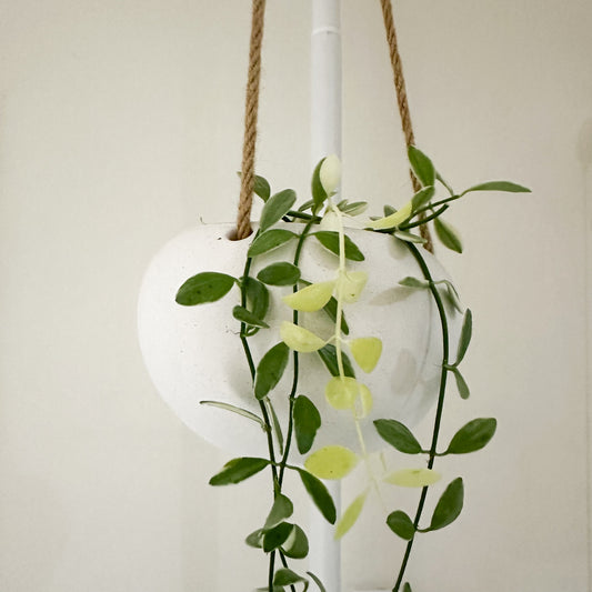 Orbi Hanging Planter Vanilla Small 14cm