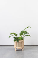 Bambi Round Rattan Plant Stand