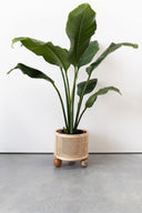 Olive Rattan Open Weave Ball Feet Planter