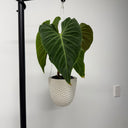 Shell Embossed Hanging Planter