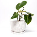 Embossed Decorative Planter