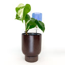 Gnat Glow Trap Set of 4 Glow Traps - PREORDER