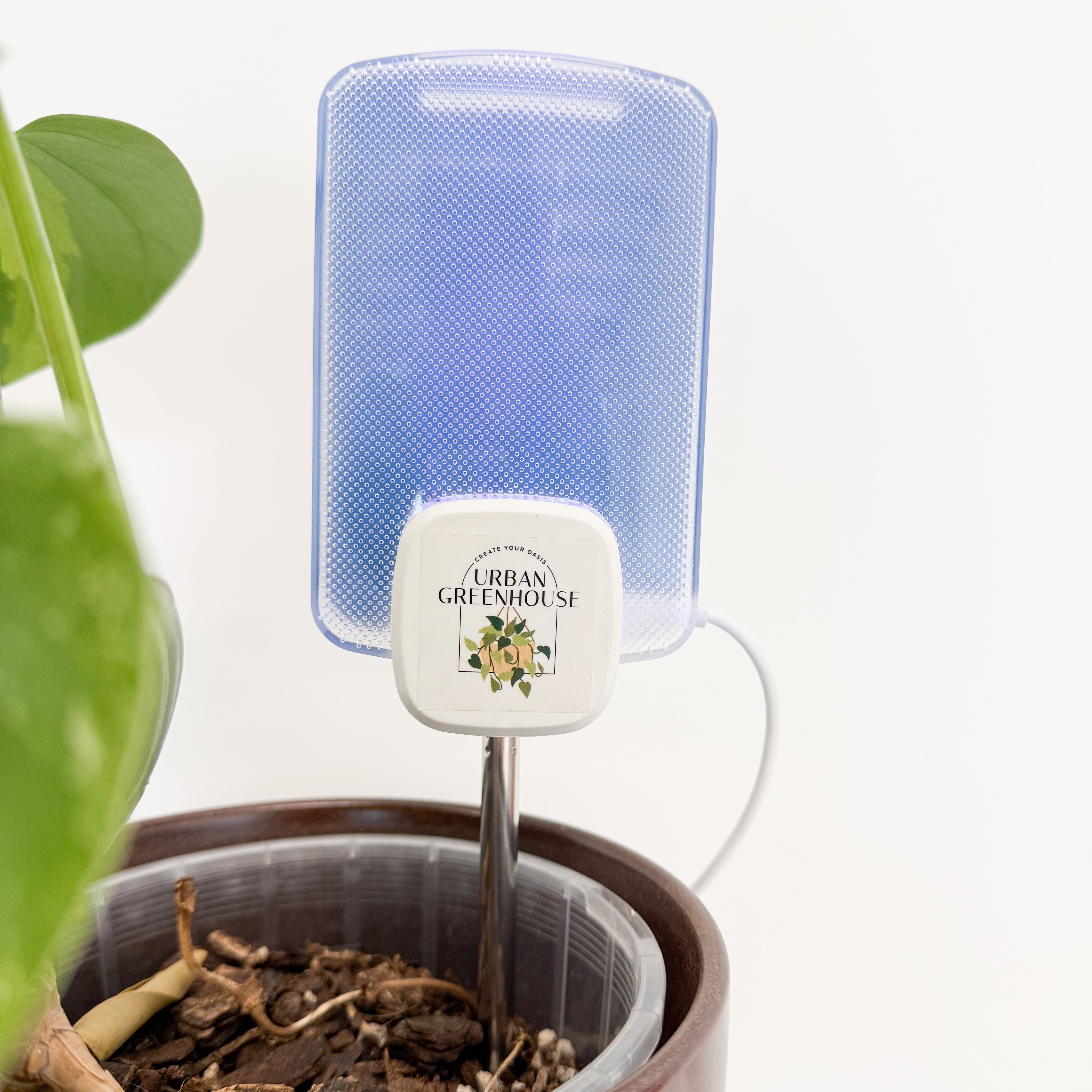gnat trap for house plants Gnat Glow Trap