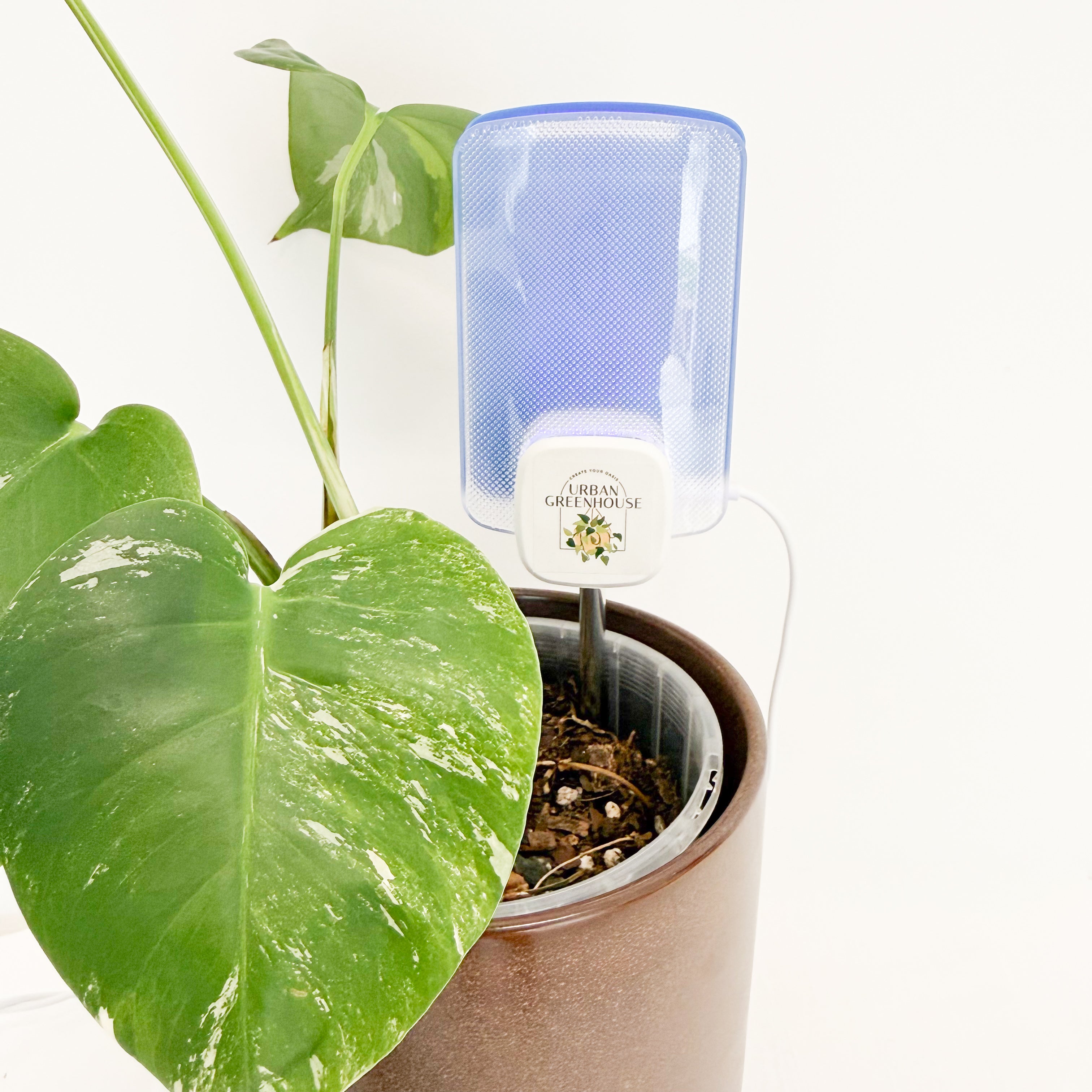 gnat trap for indoor plants Gnat Glow Trap