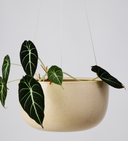 Glazed Earth - Large Hanging Bowl Speckled Clay