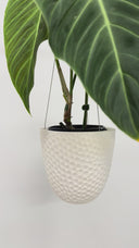 Shell Embossed Hanging Planter