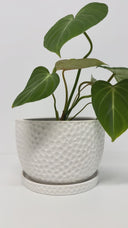 Embossed Decorative Planter