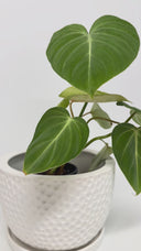 Embossed Decorative Planter